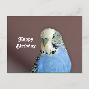  blauw parkiet Foto Birthday Briefkaart
