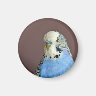 blauw parkiet foto magneet