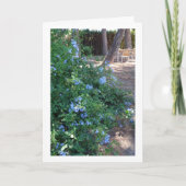 Blauw Plumbago Bloeiend Plant Kaart (Voorkant)