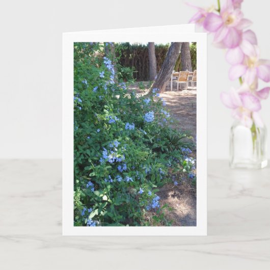 Blauw Plumbago Bloeiend Plant Kaart (Orchidee)
