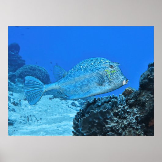 Blauw Poster (Voorkant)
