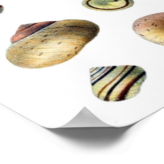 blauw poster Seashells (Hoek)