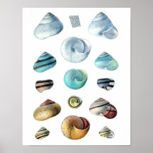 blauw poster Seashells