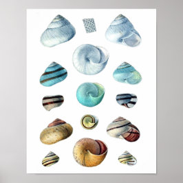  blauw poster Seashells