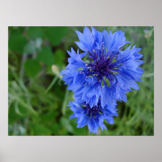 Blauw Poster van Cornflower (Voorkant)