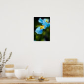 Blauw Poster van papaver (Keuken)