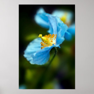Blauw Poster van papaver