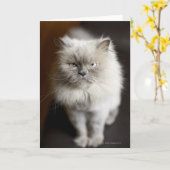 Blauw punt Himalayan Kat ziet er geïrriteerd uit Kaart (Gele Bloem)