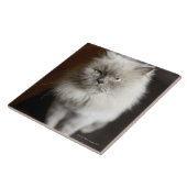 Blauw punt Himalayan Kat ziet er geïrriteerd uit Tegeltje (Zijkant)