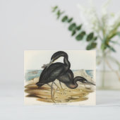 Blauw Ref Heron door Elizabeth Gould Briefkaart (Staand voorkant)