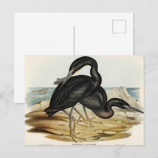 Blauw Ref Heron door Elizabeth Gould Briefkaart (Voorkant / Achterkant)