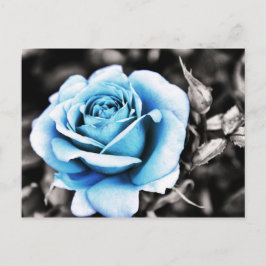 Blauw roos briefkaart