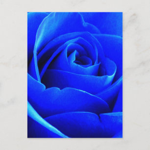 Blauw Roos Briefkaart