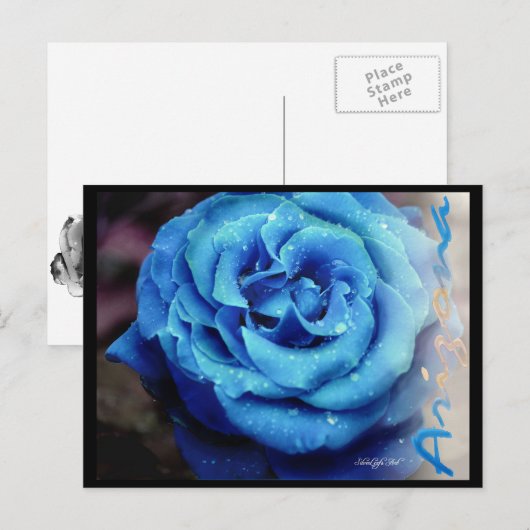 Blauw Roos Briefkaart (Voorkant / Achterkant)