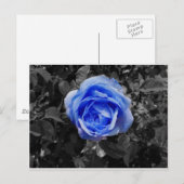Blauw Roos Briefkaart (Voorkant / Achterkant)