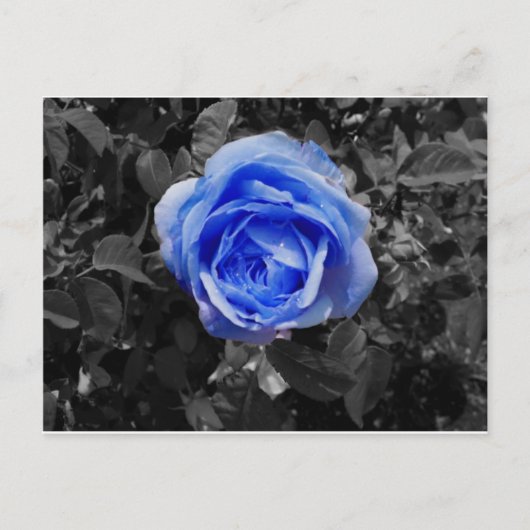 Blauw Roos Briefkaart (Voorkant)