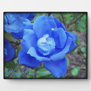 Blauw Roos Digitale Foto Plaque Aangepaste tekst Fotoplaat