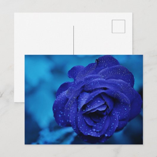 Blauw Roos met dauwdruppels Briefkaart (Voorkant / Achterkant)
