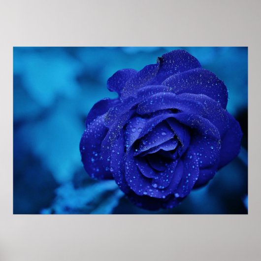 Blauw Roos met dauwdruppels Poster (Voorkant)