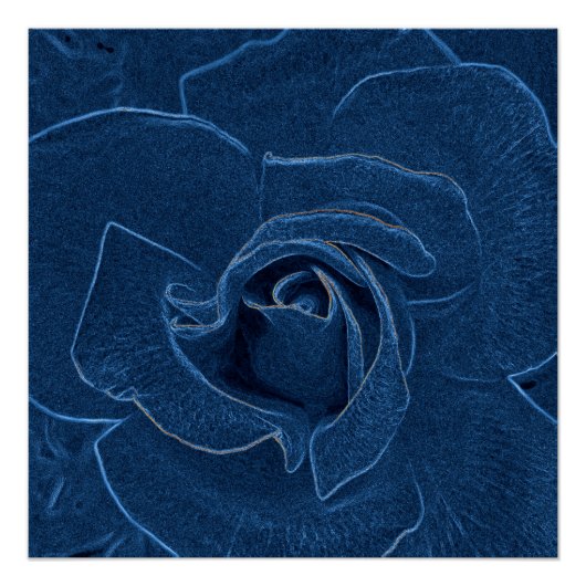 blauw roos perfect poster (Voorkant)