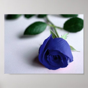 Blauw Roos - Poster