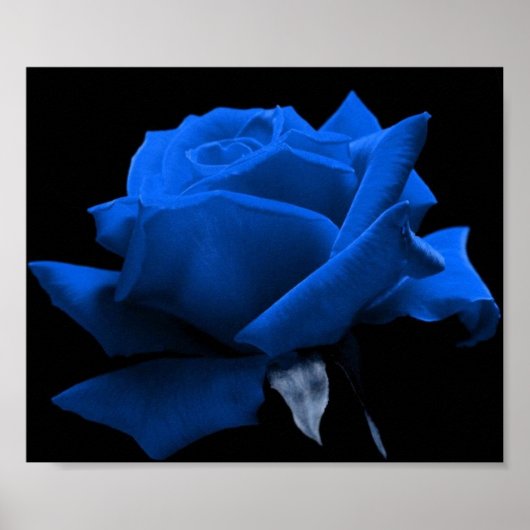 Blauw Roos Poster (Voorkant)