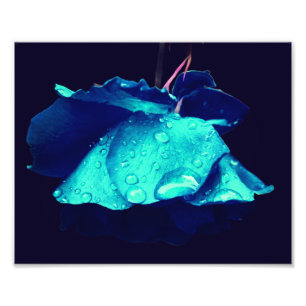 Blauw Roos regendruppels Abstract Flower Art 8x10 Foto Afdruk