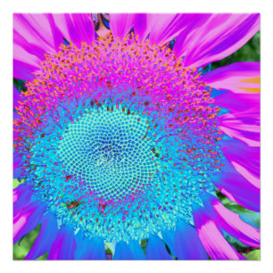 Blauw roze funky bloemenretro zonnebloem foto perfect poster