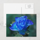Blauw Rozen Briefkaart (Voorkant / Achterkant)