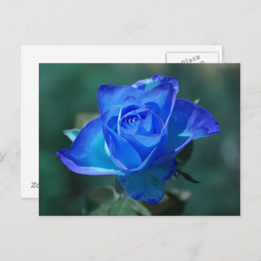 Blauw Rozen Briefkaart (Voorkant / Achterkant)
