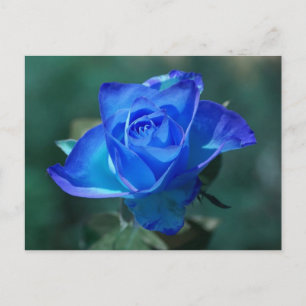 Blauw Rozen Briefkaart