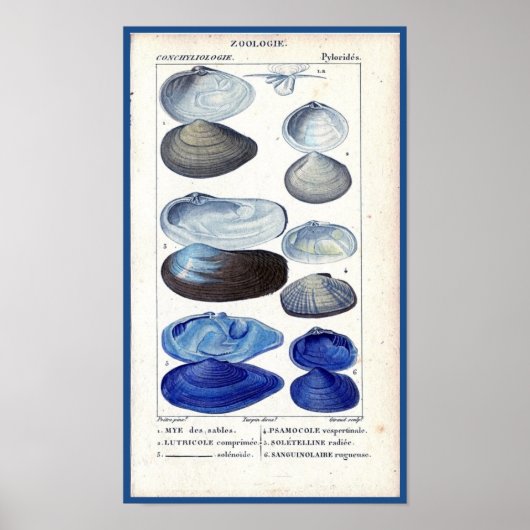 blauw seizoen botanische zeekaart poster (Voorkant)