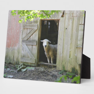 Blauw Sheep Fotoplaat