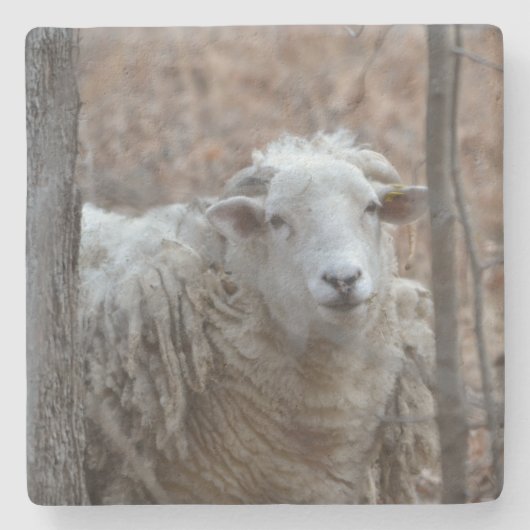 Blauw Sheep Stenen Onderzetter (Voorkant)