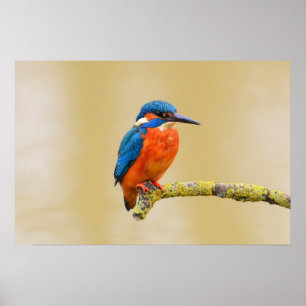 Blauw Sinaasappel Kingfisher Bird Poster