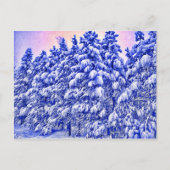 Blauw Snowscape, Conifer, CO Briefkaart (Voorkant)