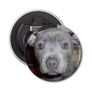 Blauw Staffy Puppy Face, Magnetic Bottle Opener. Button Flesopener