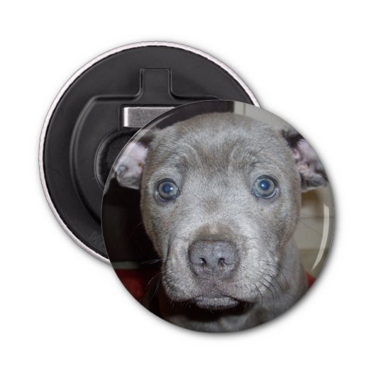 Blauw Staffy Puppy Face, Magnetic Bottle Opener. Button Flesopener (Voorkant)