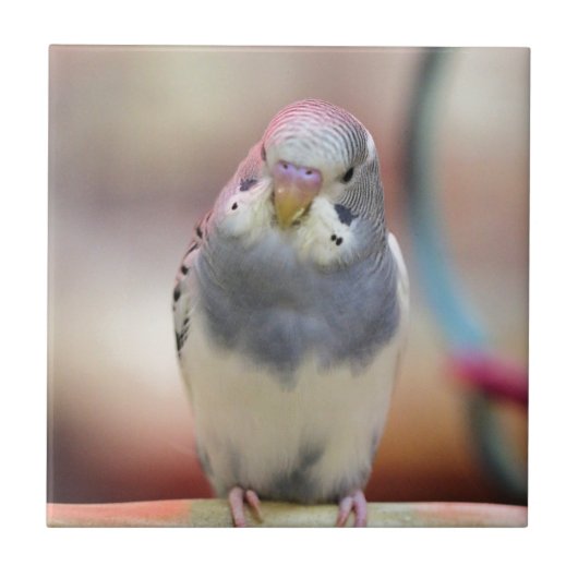 Blauw Tegeltje (Voorkant)