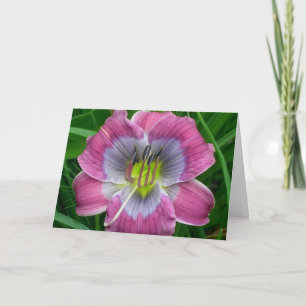 Blauw van Dixie van Daylily de ' Kaart