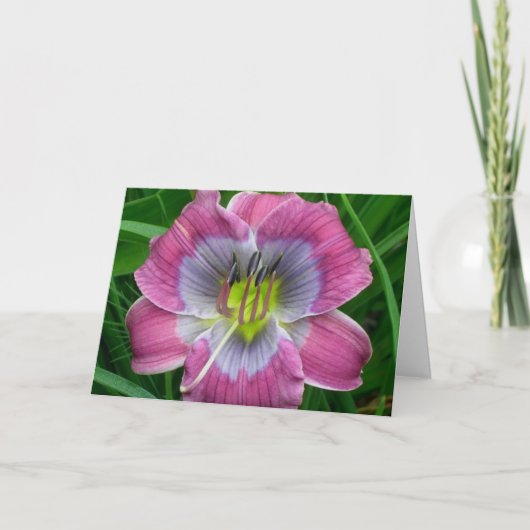 Blauw van Dixie van Daylily de ' Kaart (Voorkant)