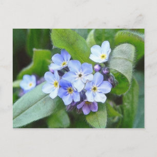 Blauw vergeet me niet bloemen briefkaart