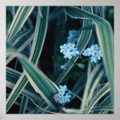 Blauw vergeet-me-niet Bloemen in Grass Poster (Voorkant)