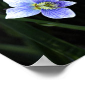  Blauw Violet Wilde Vloer in Natuur Foto Poster (Hoek)