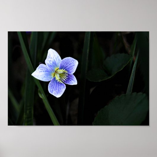  Blauw Violet Wilde Vloer in Natuur Foto Poster (Voorkant)