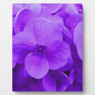 Blauw Violette Hortensia Fotoplaat