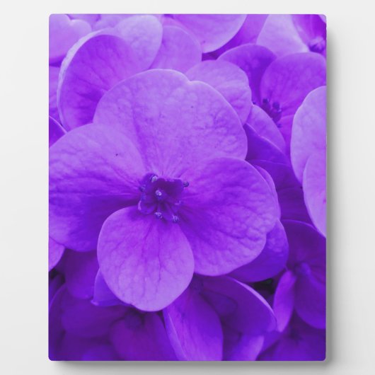 Blauw Violette Hortensia Fotoplaat (Voorkant)