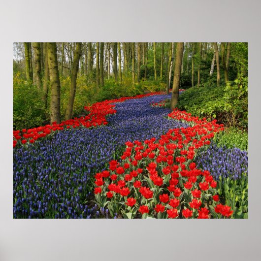 Blauw vliegpad poster (Voorkant)