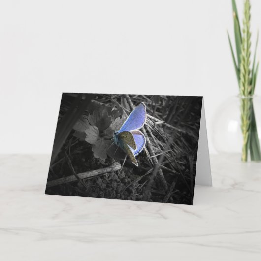 blauw vlinderwenskaart kaart (Voorkant)