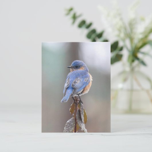 Blauw vogelBriefkaart Briefkaart (Staand voorkant)